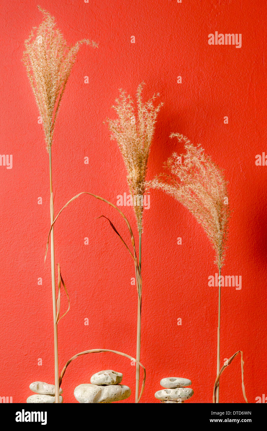 Feather reed grass hires stock photography and images Alamy