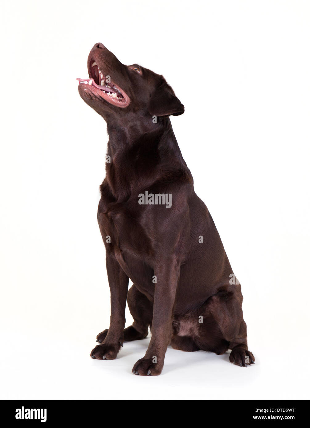 a brown Labrador looks upwards, looking up, white background Stock Photo