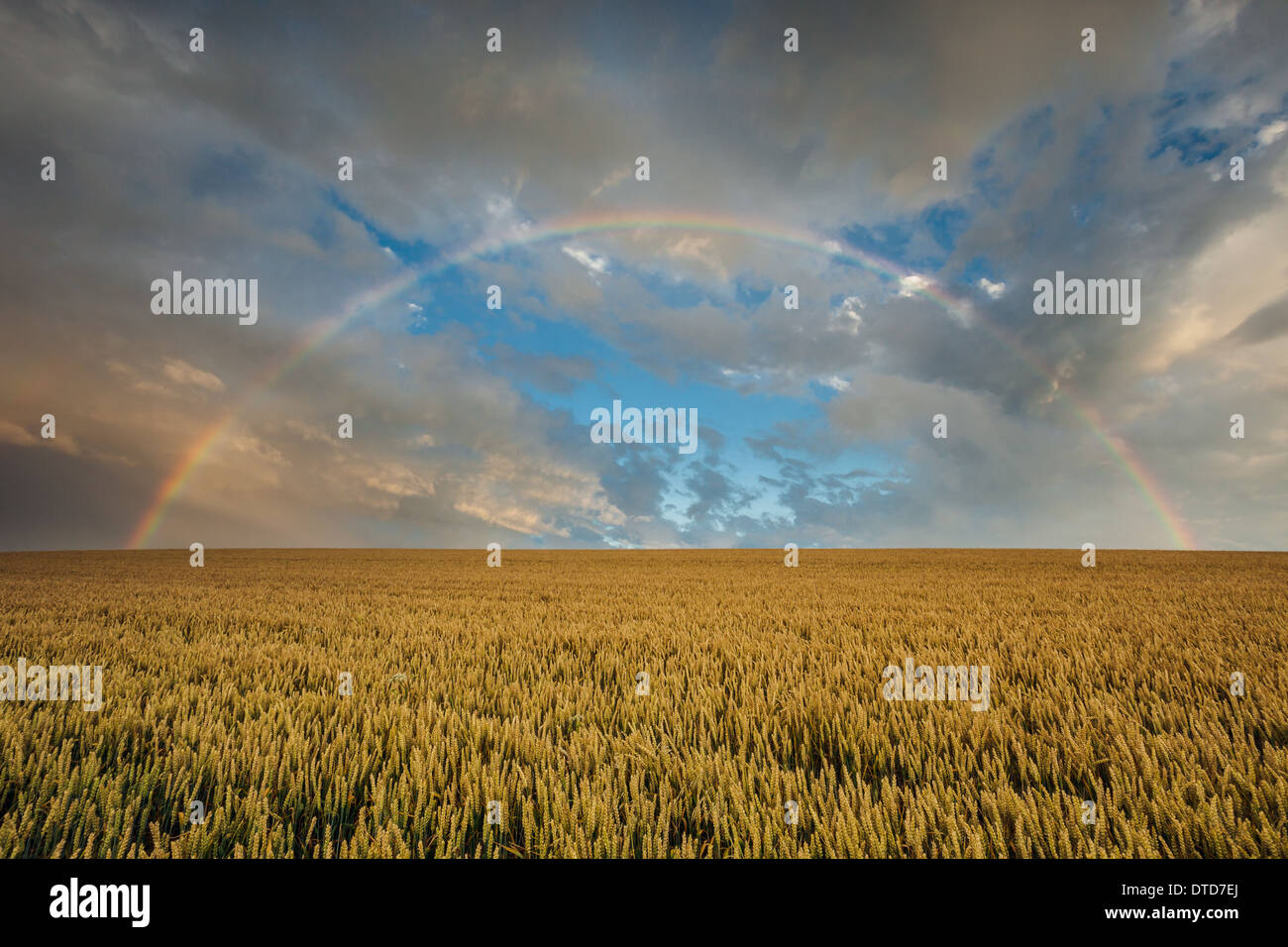Full rainbow over cropping field on the South Downs in East Sussex, England. Stock Photo