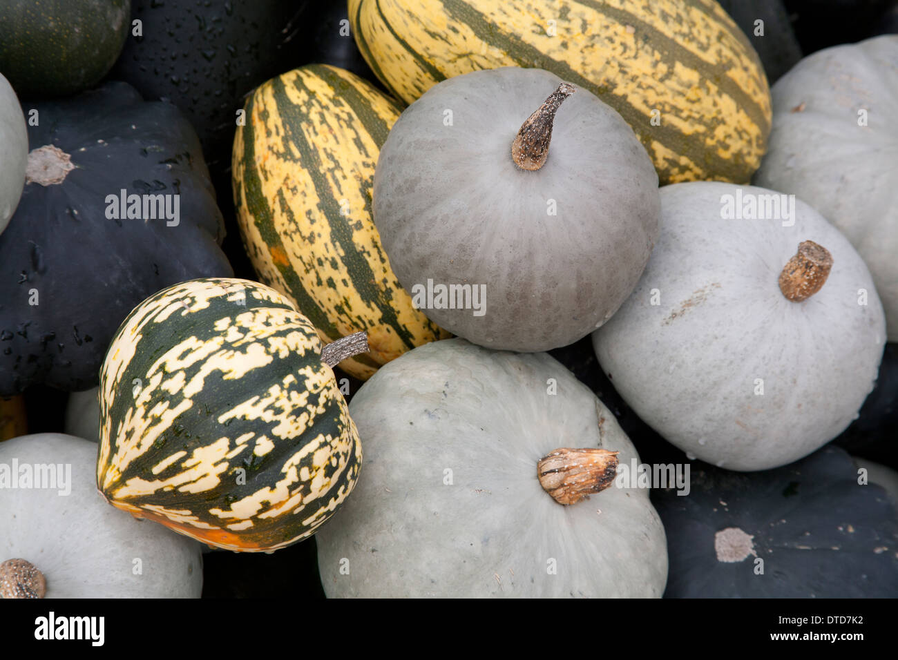 Harvest display of pumpkins, gourds and squashes, London England UK