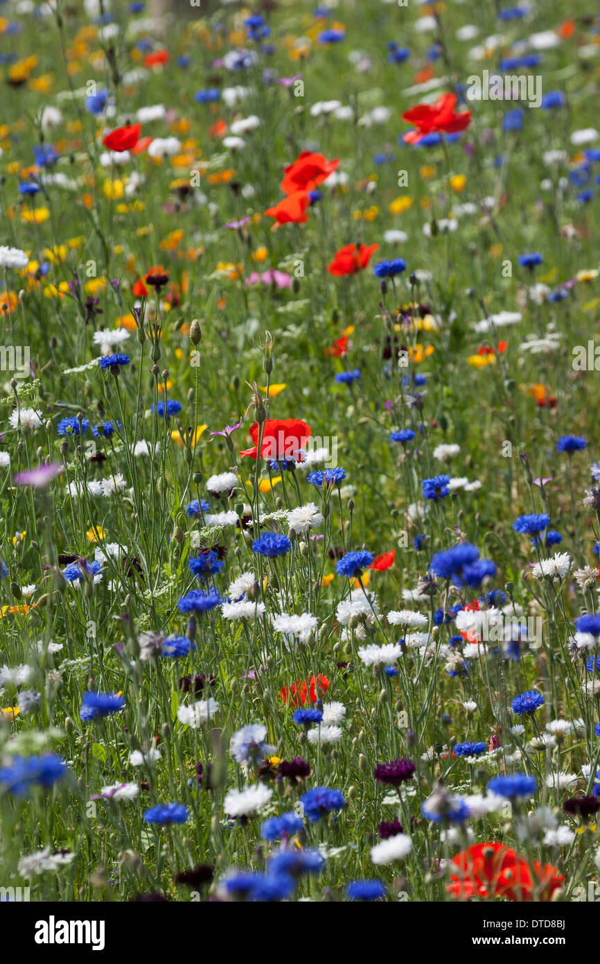 flowerbed, flower-bed, flower bed, flowery meadow, Flower meadow, poppy, bunte Blumenwiese, Wildkräuter-Wiese, Wildkräuter, Mohn Stock Photo