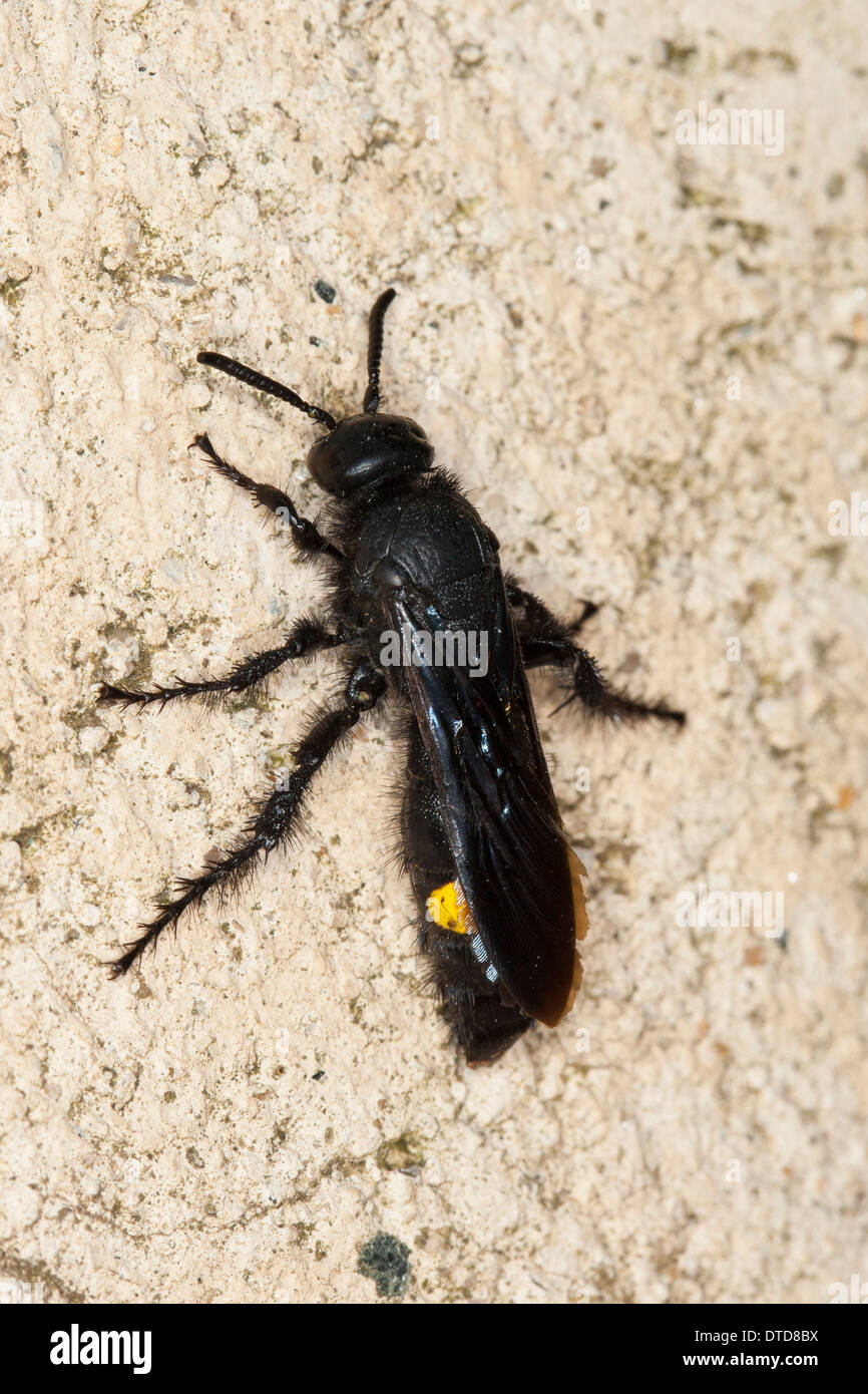 Scoliid wasp, female, Borstige Dolchwespe, Weibchen, Scolia hirta, Scolia hirta ssp. unifasciata, Scolia hirta unifasciata Stock Photo