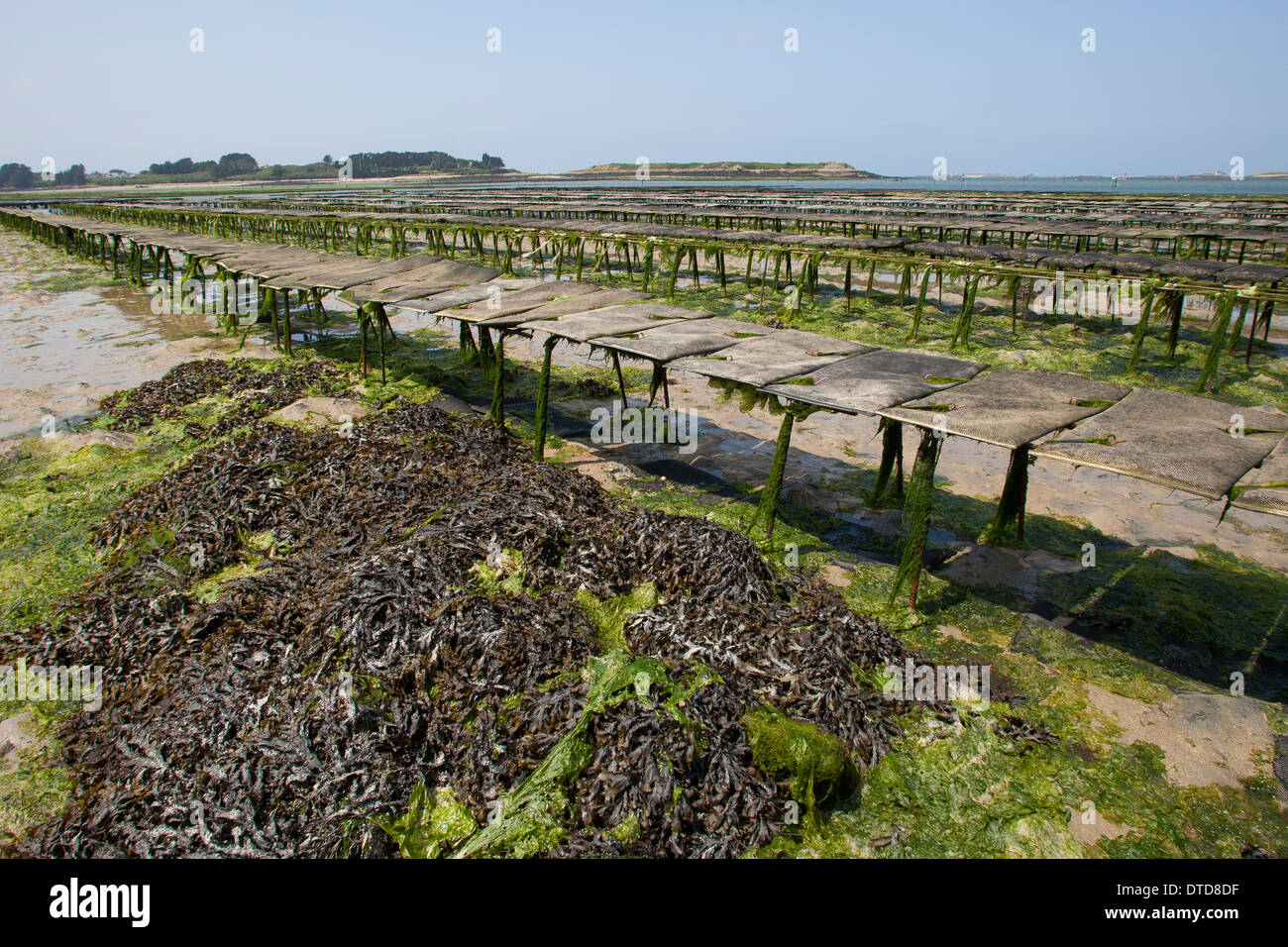 oyster culture, oyster farming, aquaculture, mariculture, Pacific oyster, Austernzucht