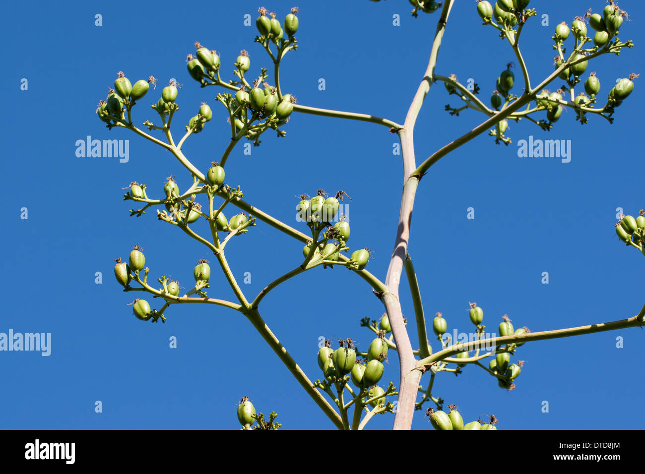Agave fruit hi-res stock photography and images - Alamy