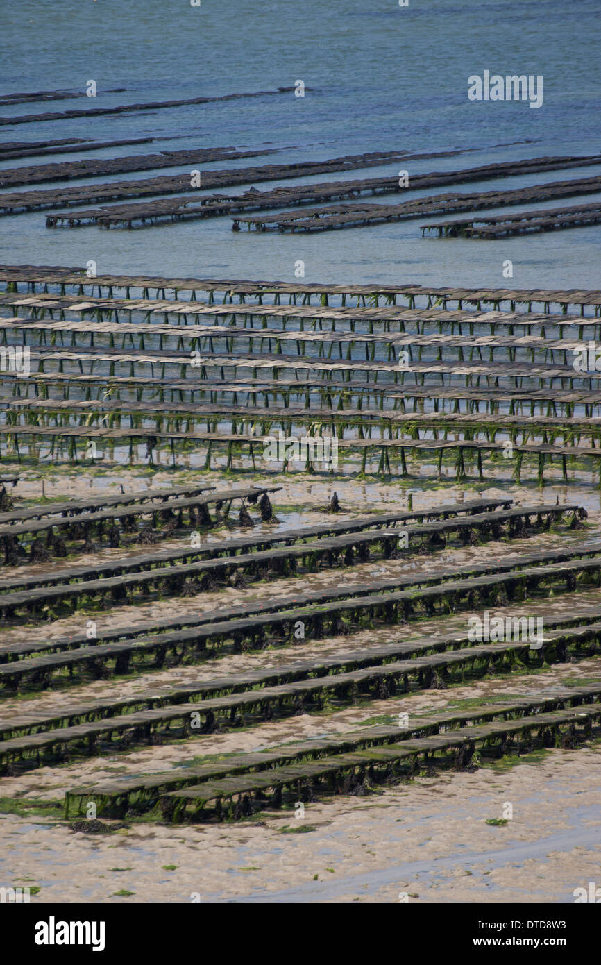 oyster culture, oyster farming, aquaculture, mariculture, Pacific oyster, Austernzucht, Pazifische Auster, Crassostrea gigas Stock Photo