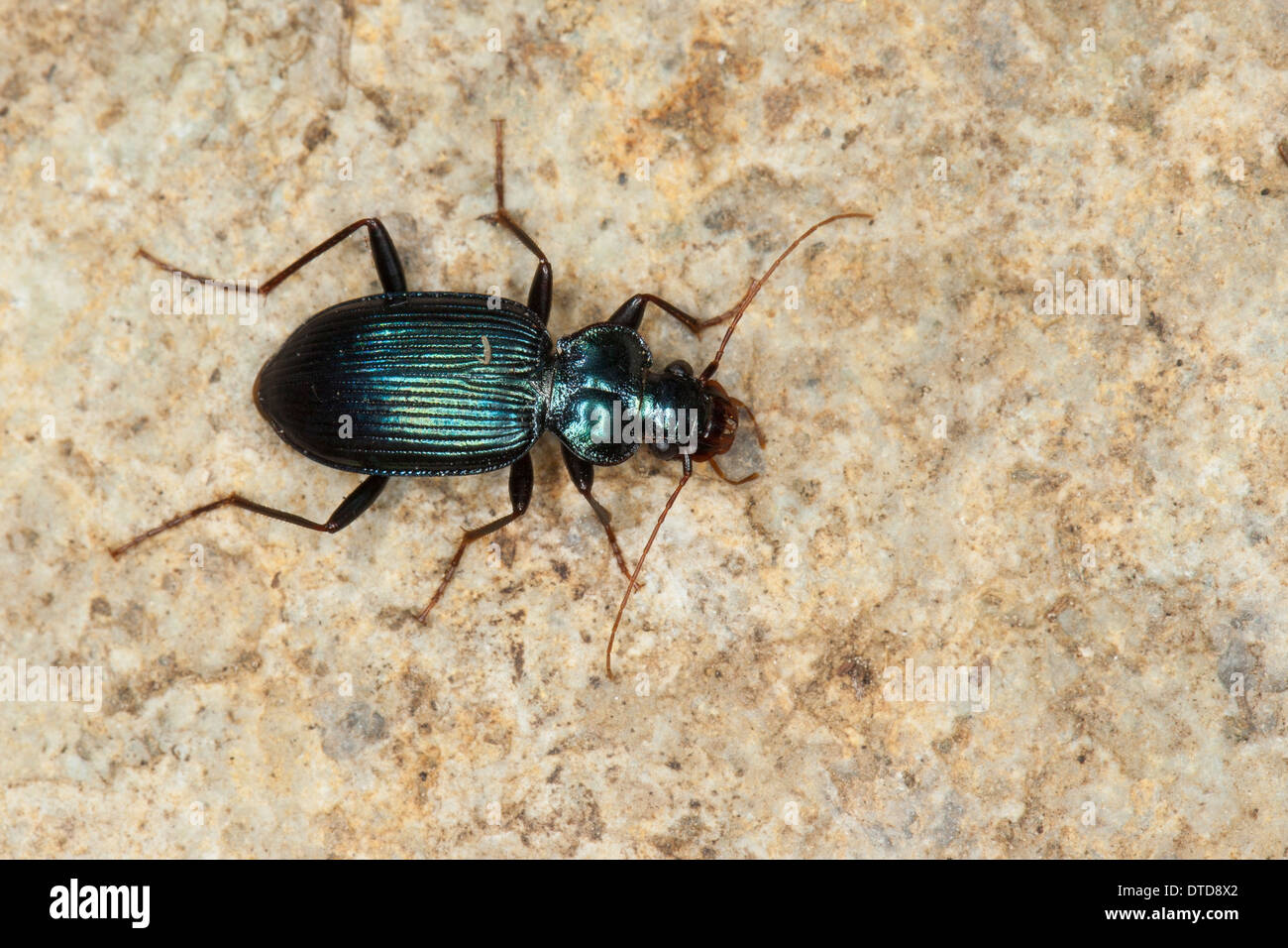 Ground beetle, Blauer Bartläufer, Blauer Dornbart, Laufkäfer, Leistus spinibarbis, Pogonophorus spinibarbis Stock Photo