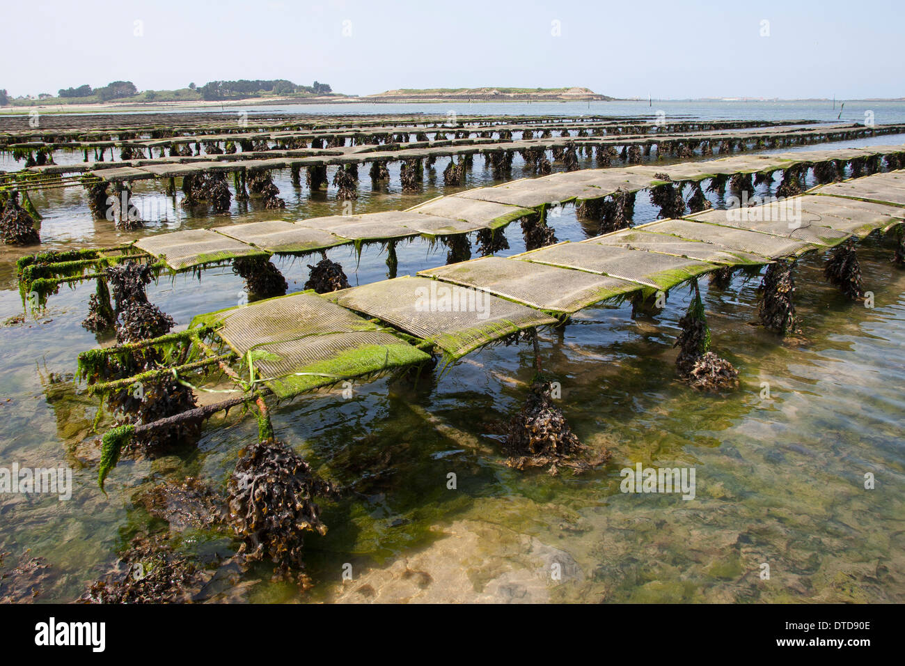oyster culture, oyster farming, aquaculture, mariculture, Pacific