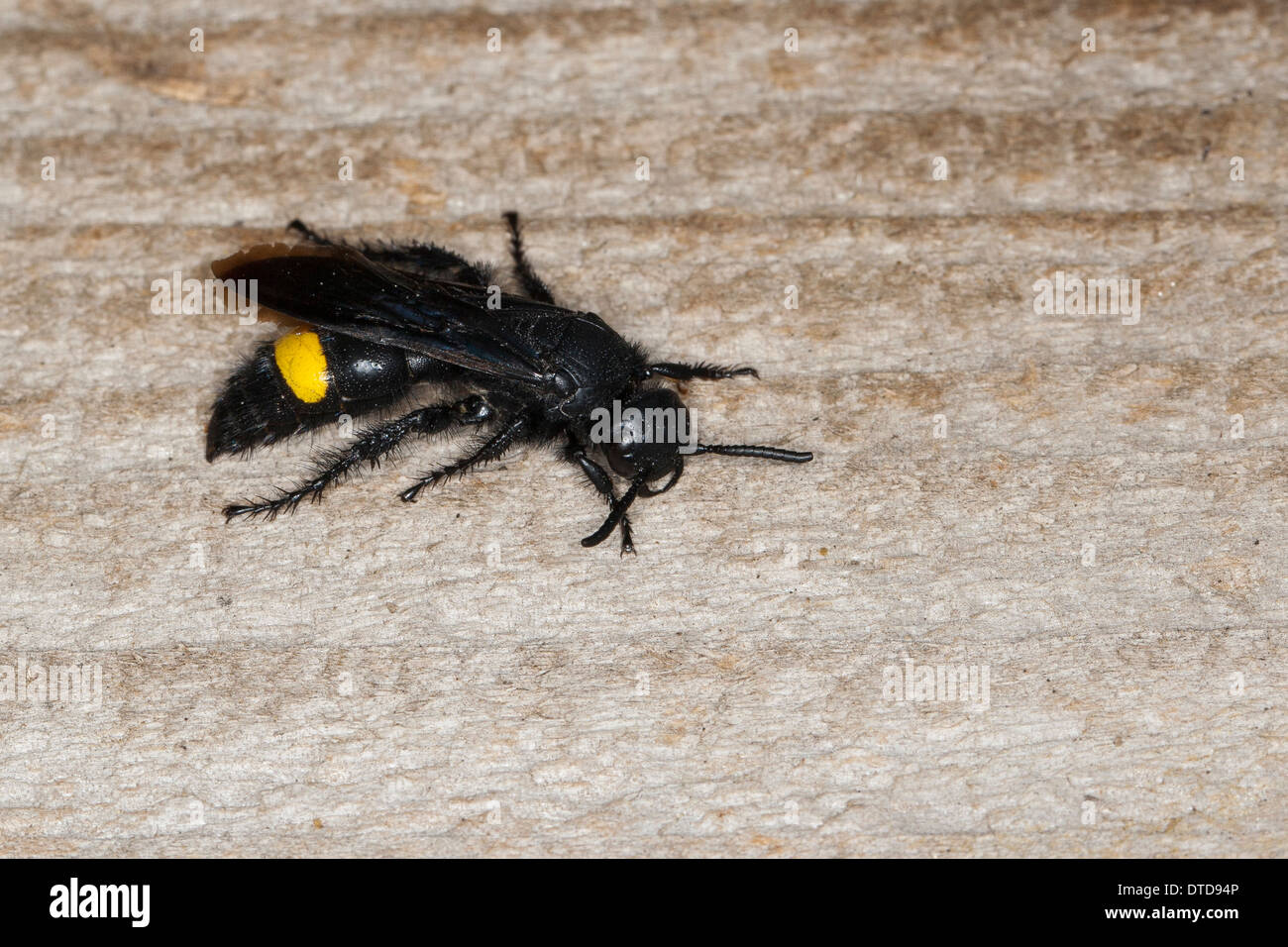 Scoliid wasp, female, Borstige Dolchwespe, Weibchen, Scolia hirta, Scolia hirta ssp. unifasciata, Scolia hirta unifasciata Stock Photo