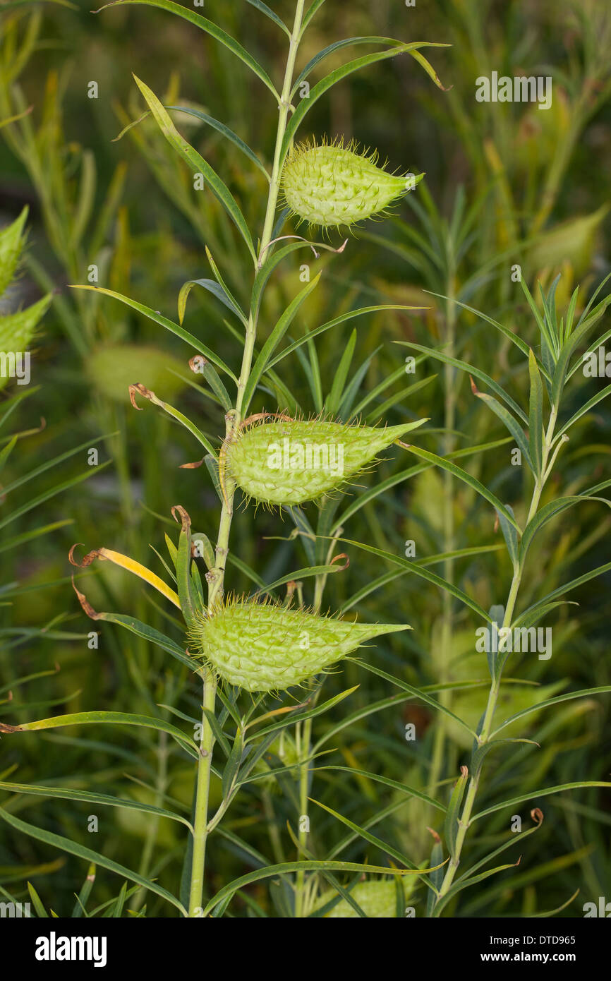 Goose Plant, Milkweed, Sildweed, cottonbush, Ballonpflanze, Blasenfrucht, Seidenpflanze, Gomphocarpus fruticosus, Asclepias Stock Photo