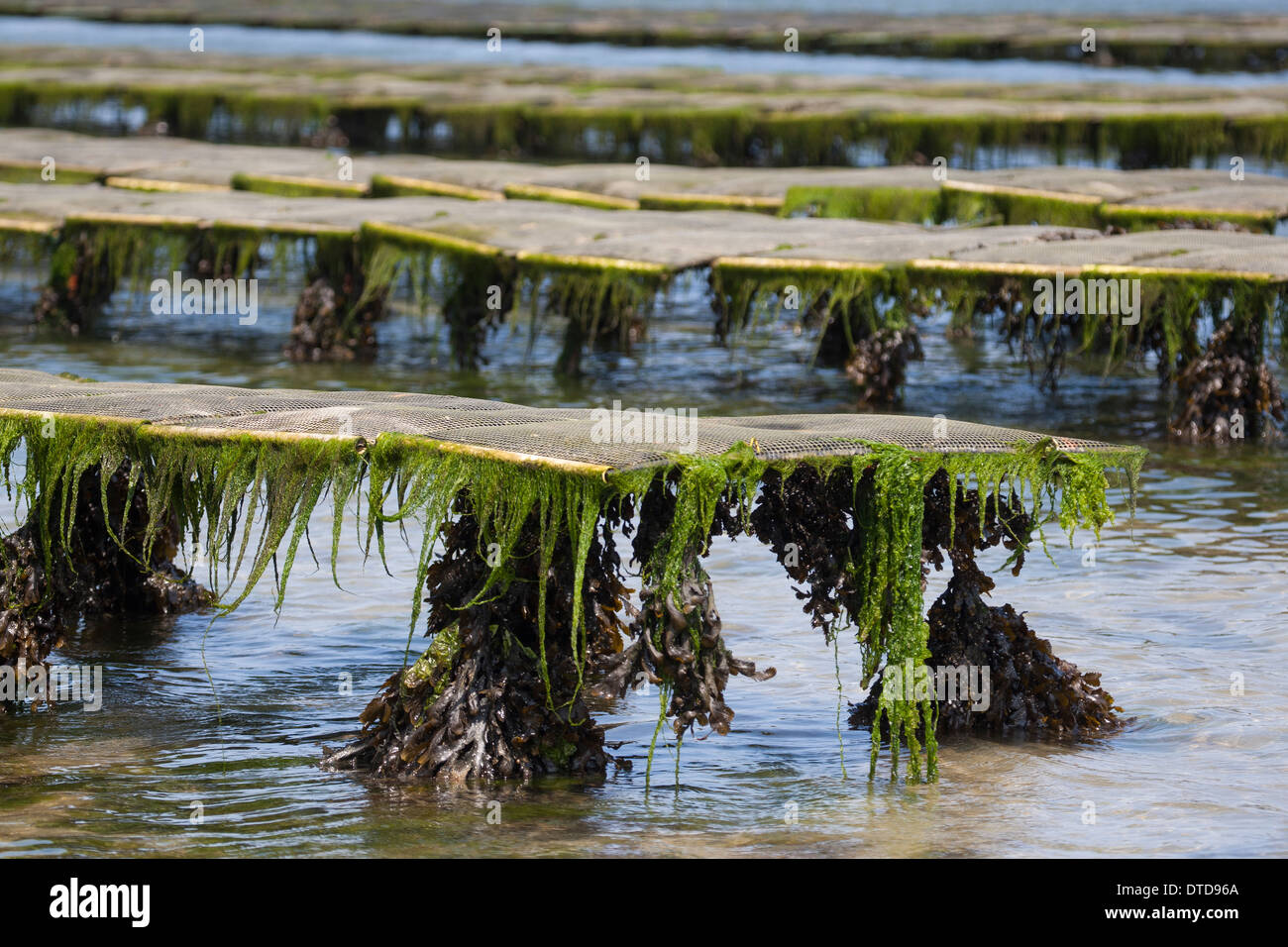 oyster culture, oyster farming, aquaculture, mariculture, Pacific