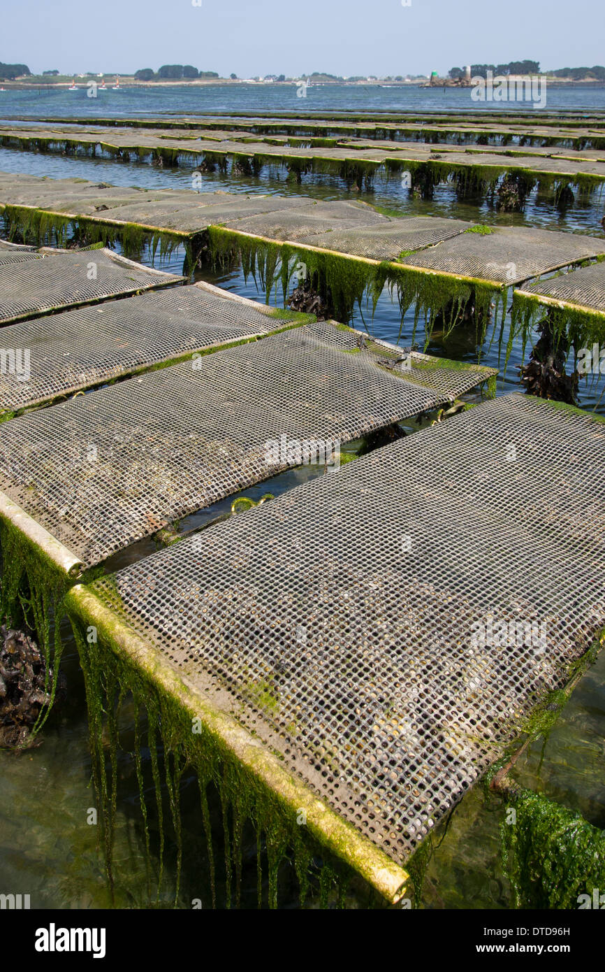 oyster culture, oyster farming, aquaculture, mariculture, Pacific