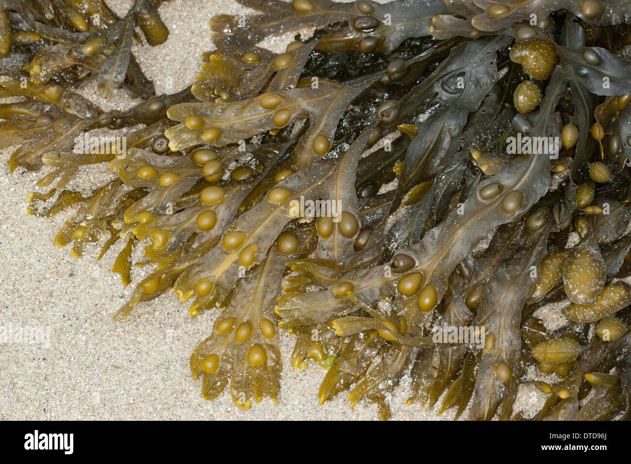 bladder wrack, bladderwrack, bladder fucus, rock wrack, kelp