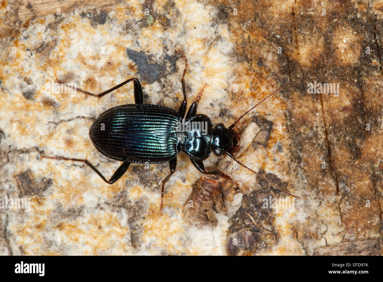 Ground beetle, Blauer Bartläufer, Blauer Dornbart, Laufkäfer, Leistus spinibarbis, Pogonophorus spinibarbis Stock Photo