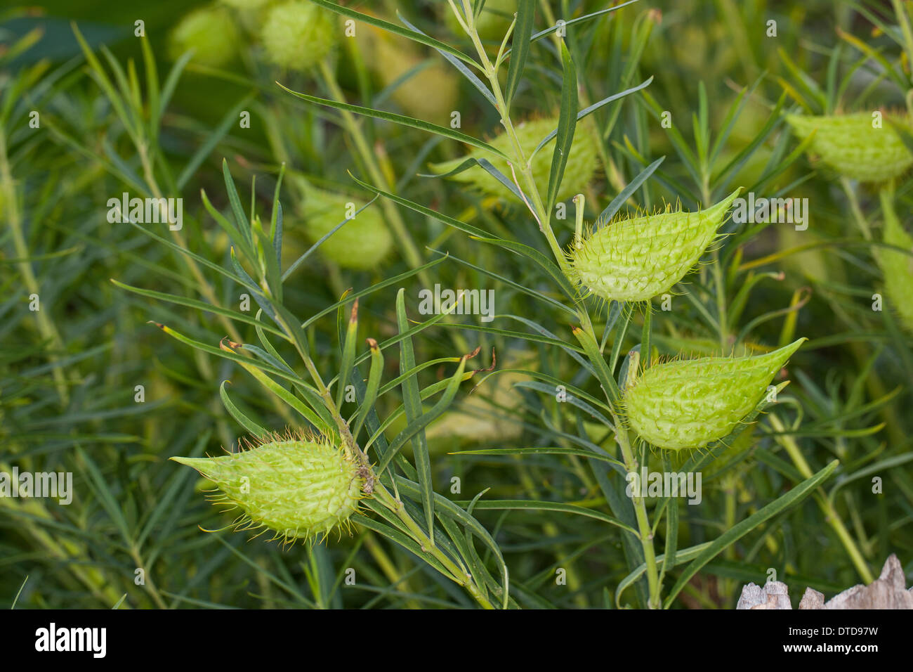 Goose Plant, Milkweed, Sildweed, cottonbush, Ballonpflanze, Blasenfrucht, Seidenpflanze, Gomphocarpus fruticosus, Asclepias Stock Photo