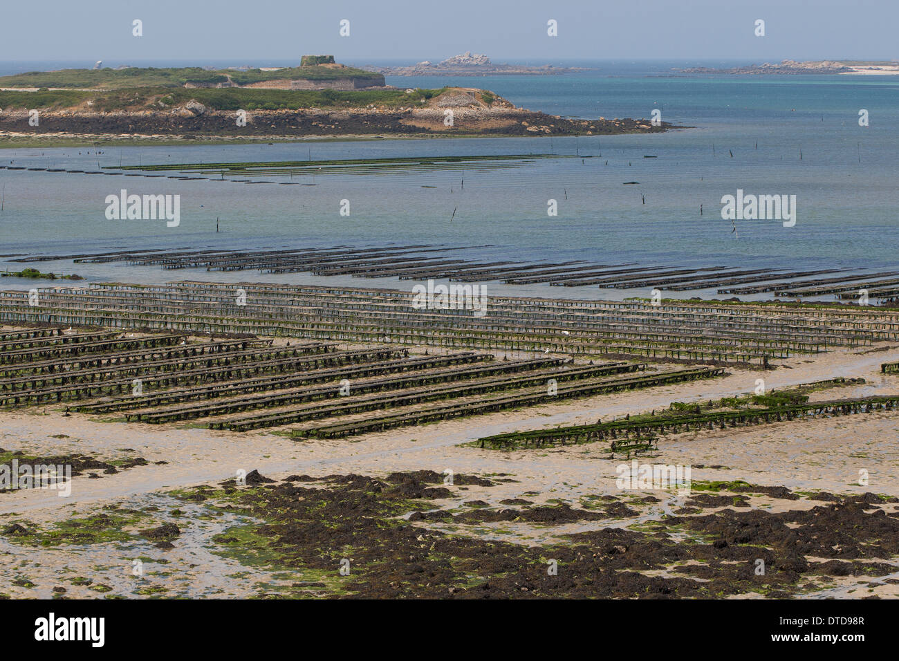 oyster culture, oyster farming, aquaculture, mariculture, Pacific