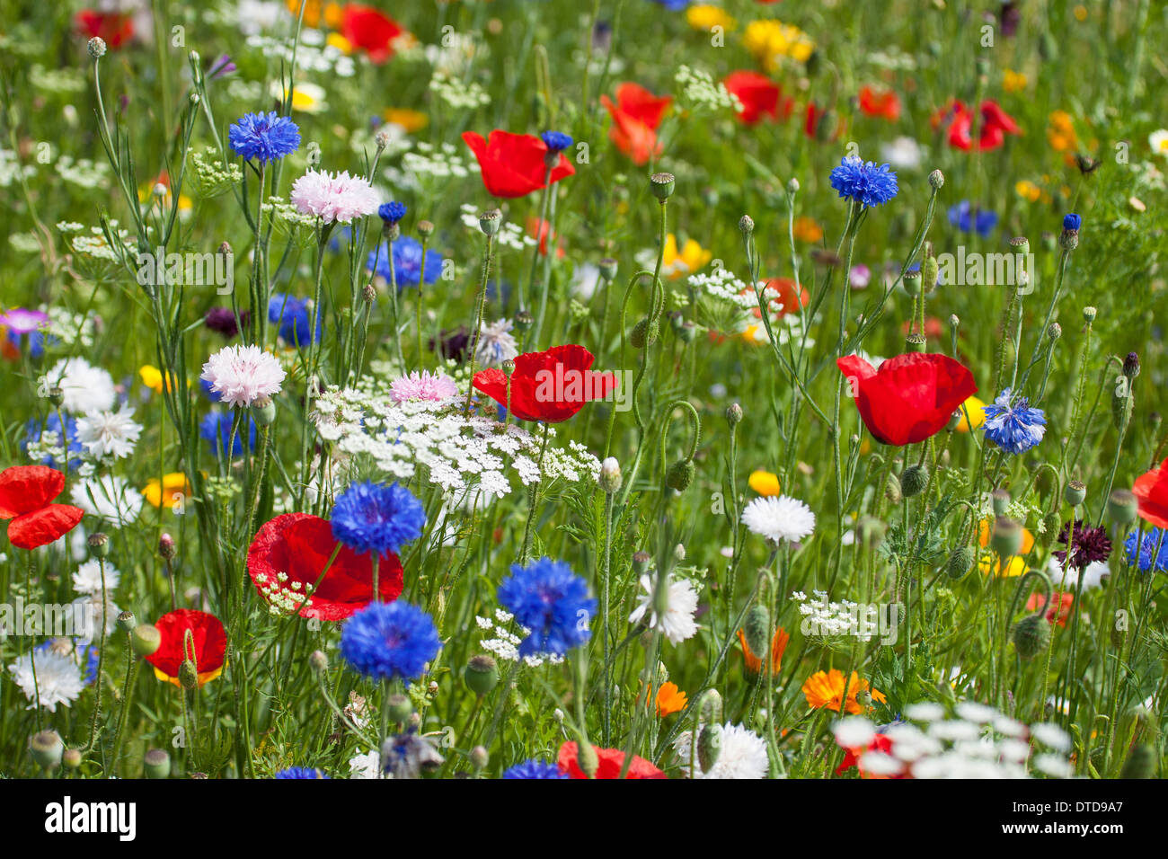 flowerbed, flower-bed, flower bed, flowery meadow, Flower meadow, poppy, bunte Blumenwiese, Wildkräuter-Wiese, Wildkräuter, Mohn Stock Photo