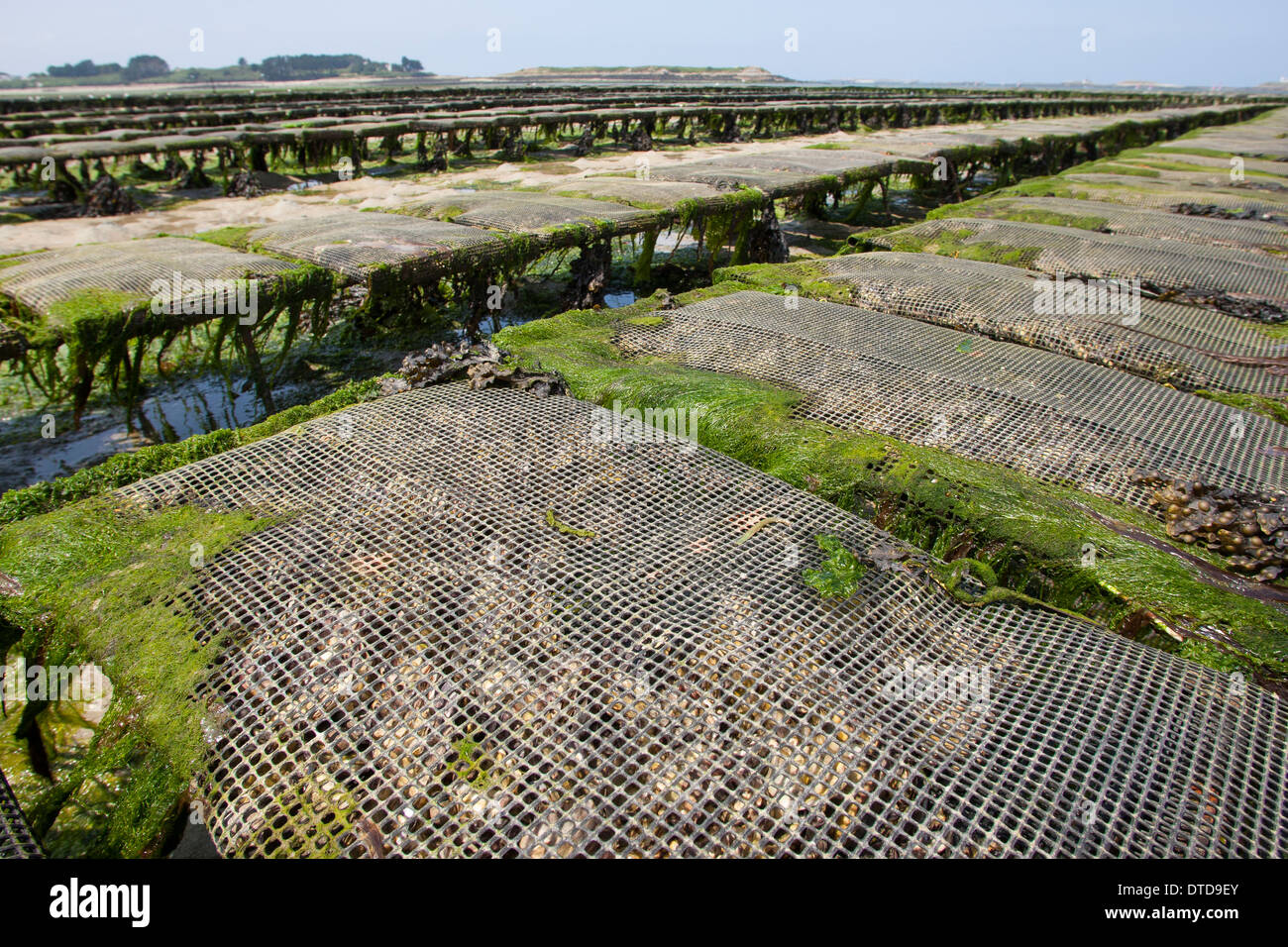 oyster culture, oyster farming, aquaculture, mariculture, Pacific