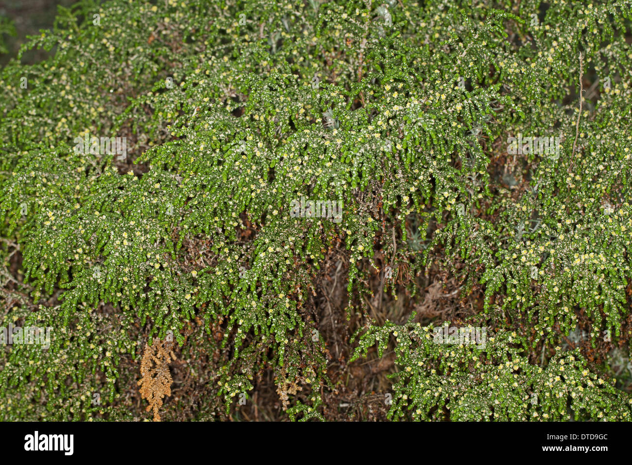 Mitnan, Shaggy Sparrow-Wort, Passerine hirsute, Behaarte Spatzenzunge, Purgierstrauch, Thymelaea hirsuta, Passerina hirsuta Stock Photo