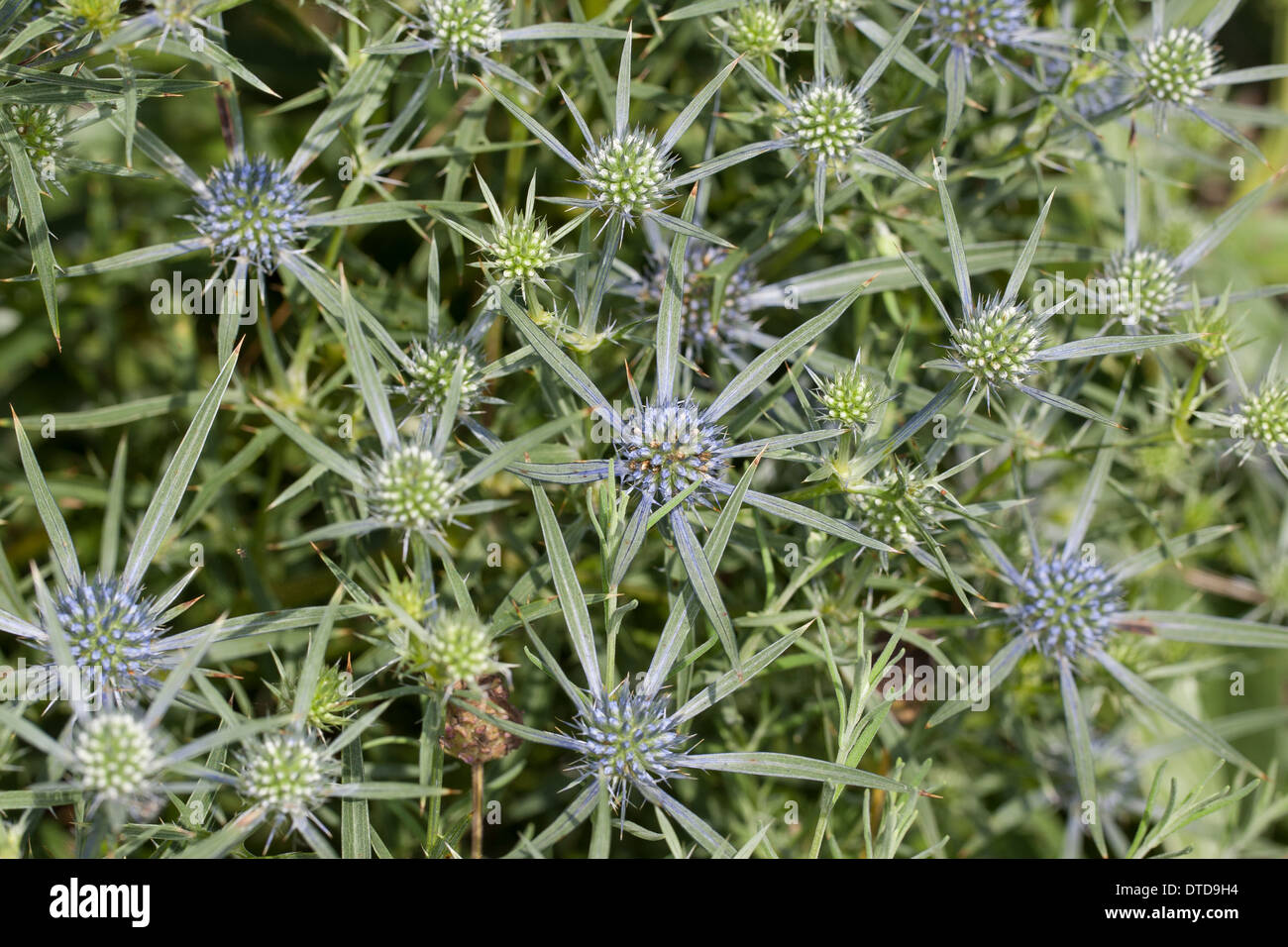 Amethyst sea holly, amethyst eryngium, amethyst eryngo, Amethyst