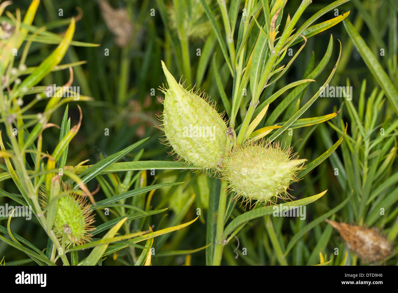 Goose Plant, Milkweed, Sildweed, cottonbush, Ballonpflanze, Blasenfrucht, Seidenpflanze, Gomphocarpus fruticosus, Asclepias Stock Photo