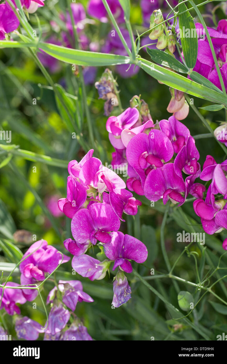 Everlasting Pea, Perennial Sweet Pea, perennial peavine, Breitblättrige