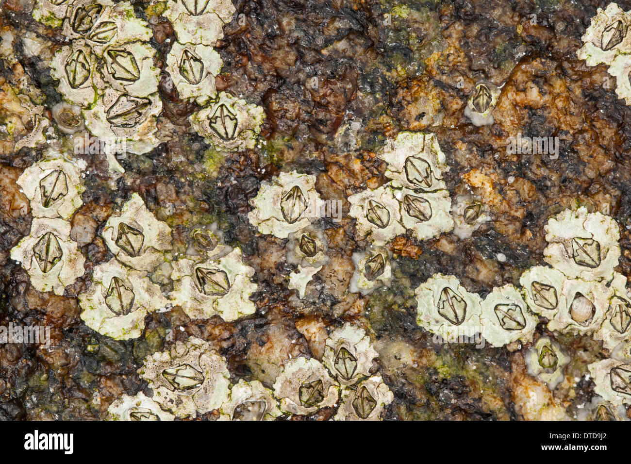 New Zealand barnacle, Australasian barnacle, Elminius modestus, Austrominius modestus, Australische Seepocke, Australseepocke Stock Photo