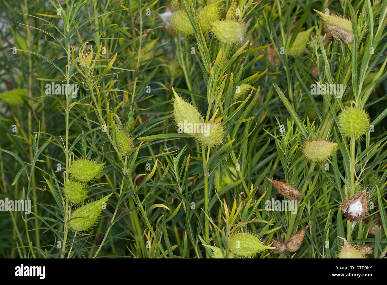 Goose Plant, Milkweed, Sildweed, cottonbush, Ballonpflanze, Blasenfrucht, Seidenpflanze, Gomphocarpus fruticosus, Asclepias Stock Photo