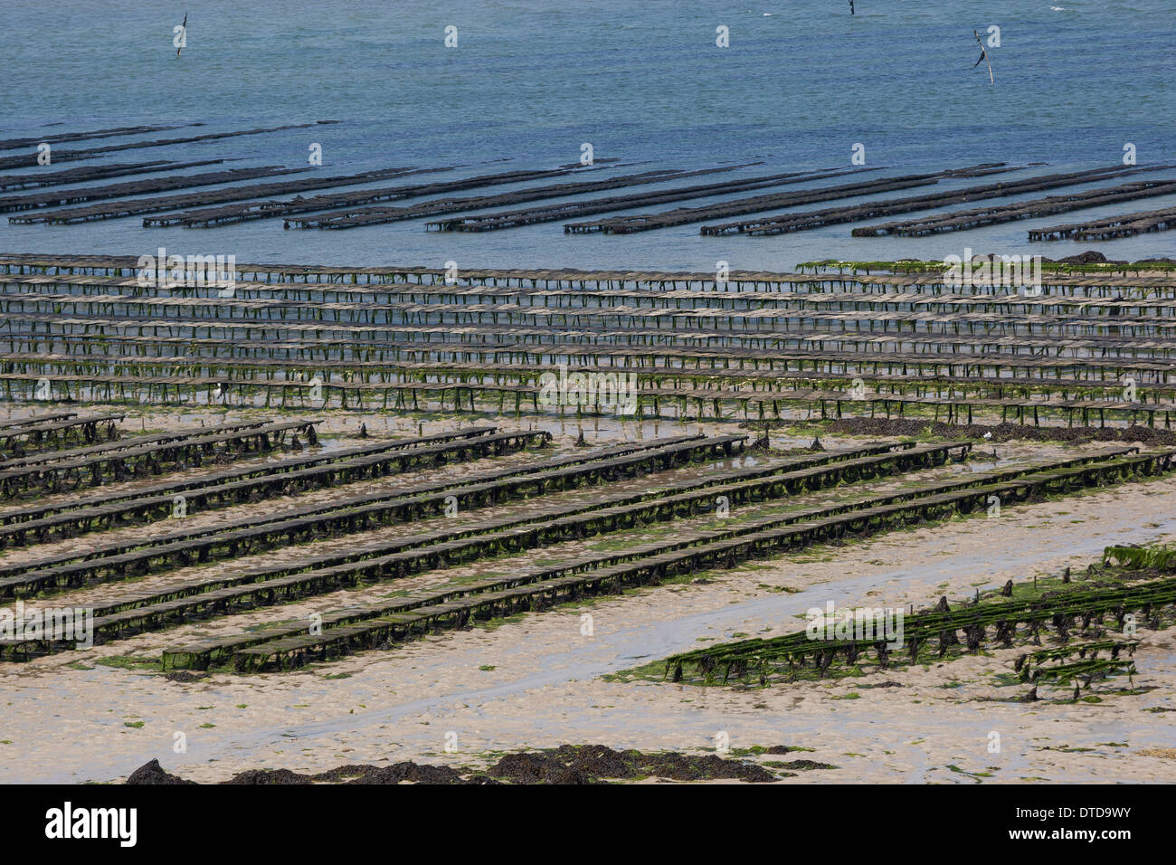 oyster culture, oyster farming, aquaculture, mariculture, Pacific