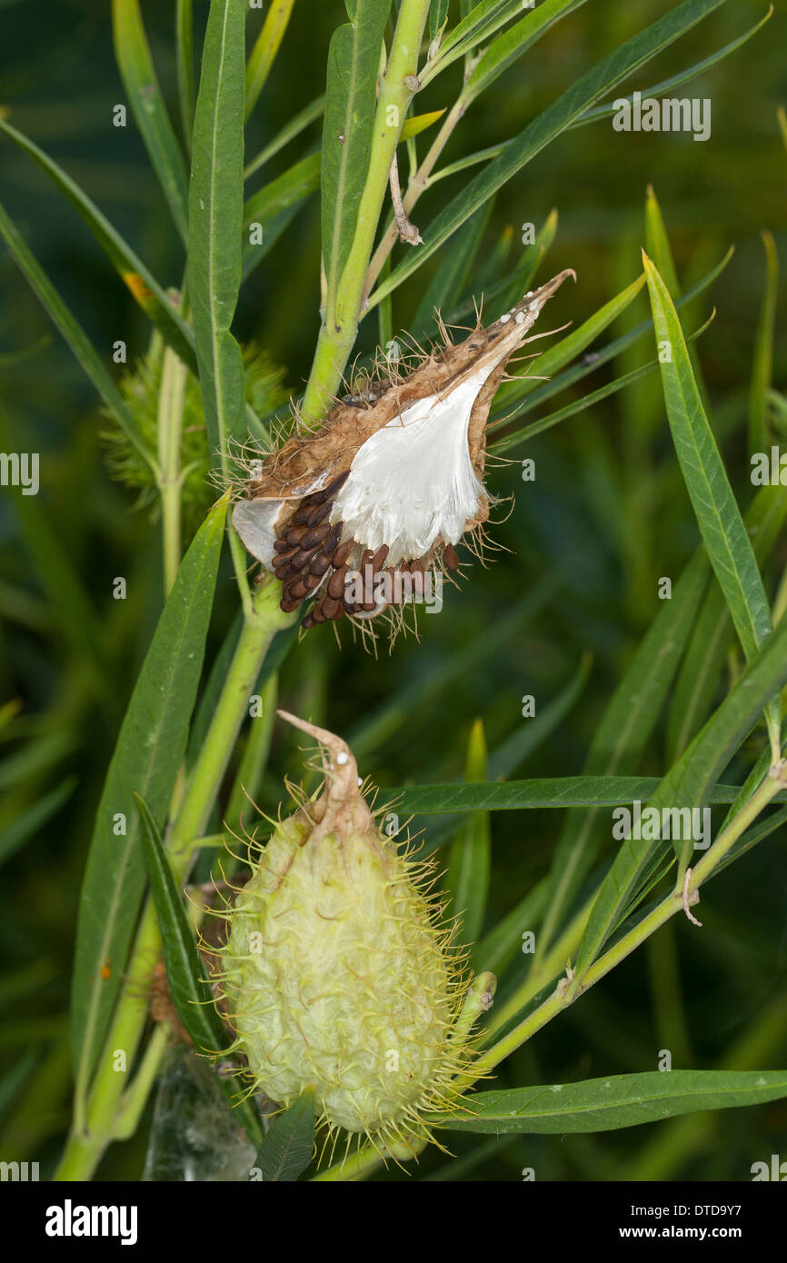 Goose Plant, Milkweed, Sildweed, cottonbush, Ballonpflanze, Blasenfrucht, Seidenpflanze, Gomphocarpus fruticosus, Asclepias Stock Photo