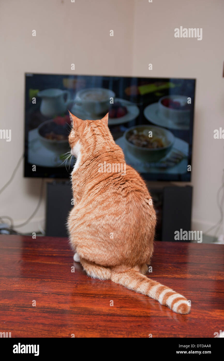 ginger tomcat, adult, watching tv Stock Photo