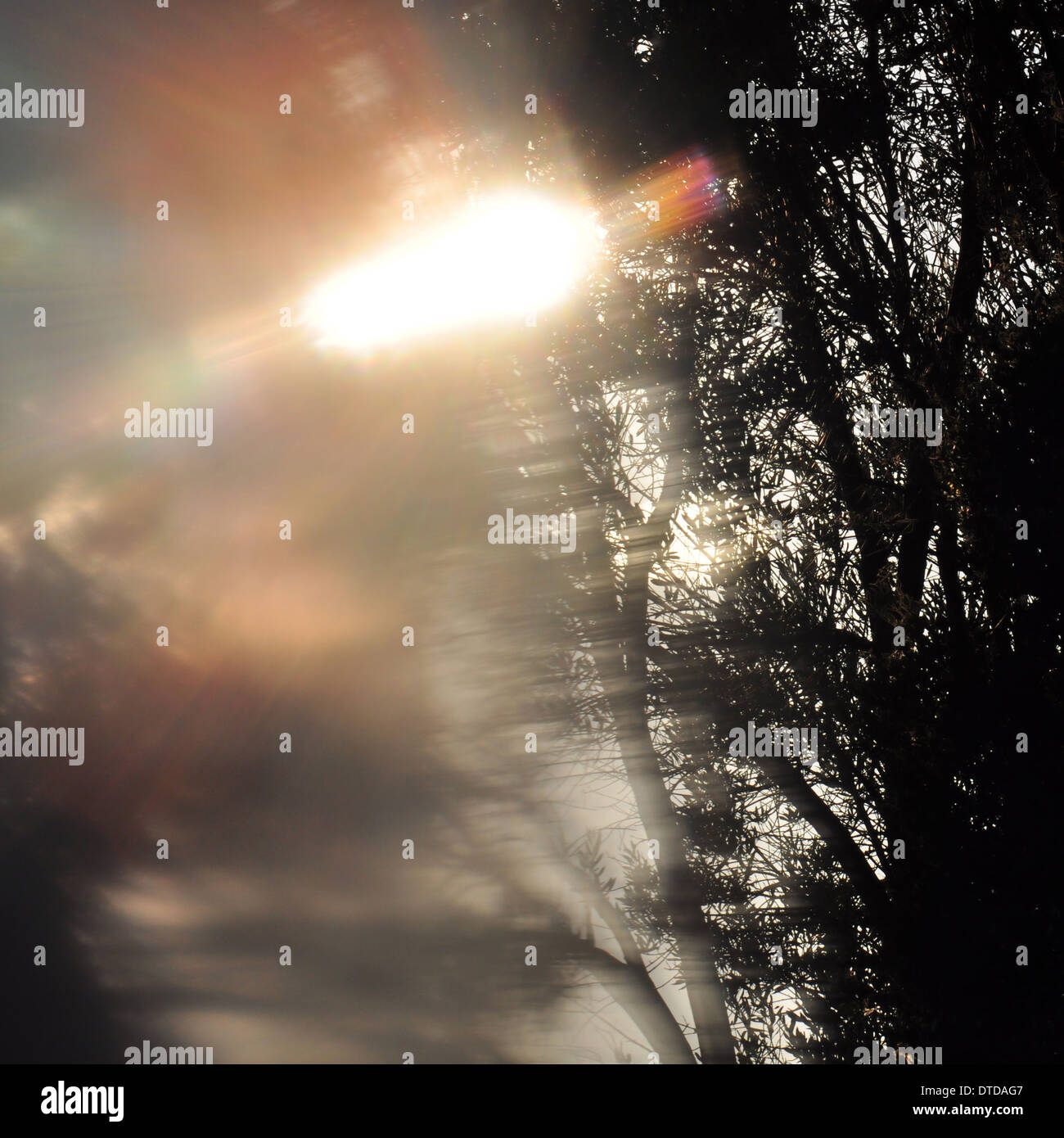 Lens flare and tree branches abstract light leak. Landscape blur partial distortion through painted glass. Stock Photo