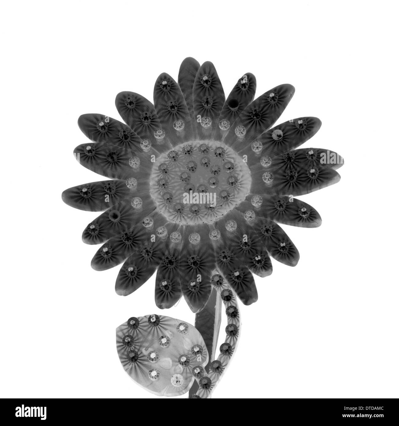 Electric sideshow daisy flower display with flashing lights. Black and white. Stock Photo