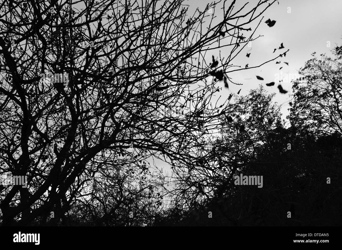 Forest trees silhouette and falling leaves autumn landscape. Black and white. Stock Photo