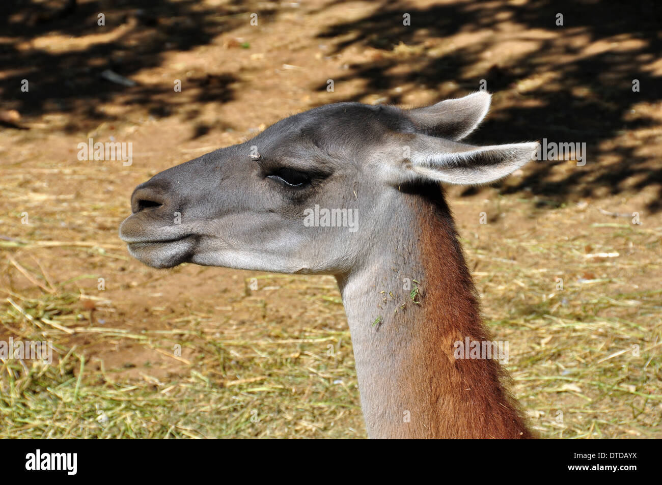 Guanaco lama guanicoe camelid animal head closeup. Stock Photo
