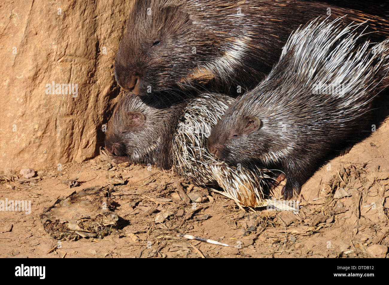 Indian crested porcupine family resting on a hot sunny day. Stock Photo