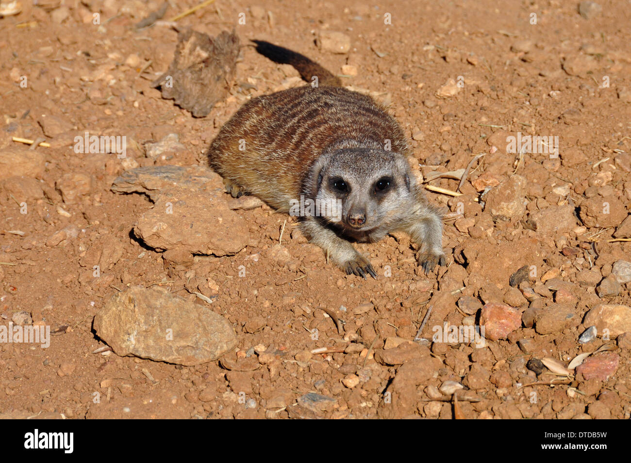 Meerkat suricate closeup of small mammal animal. Stock Photo