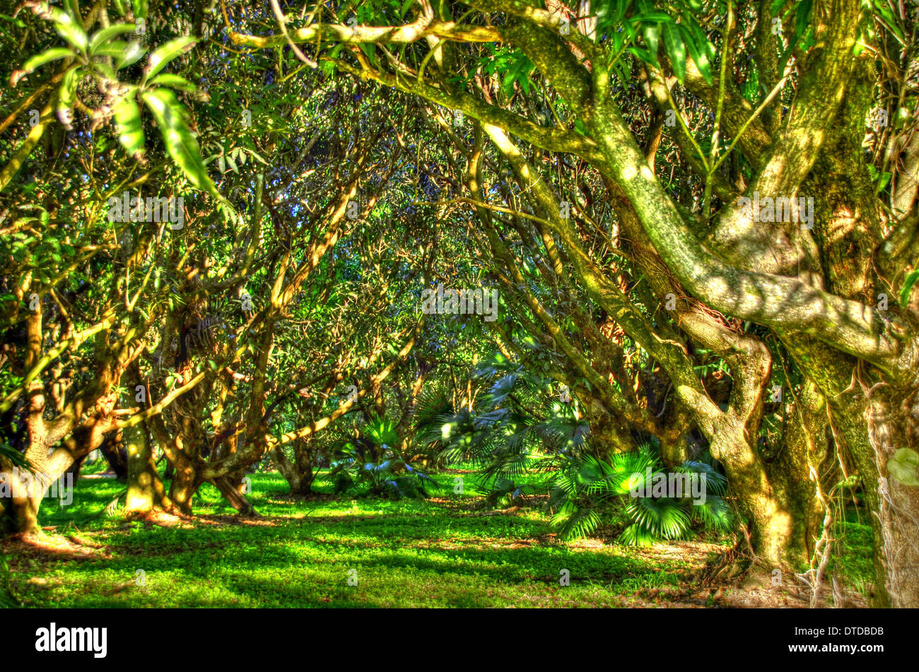 Mango Plantation in Homestead, Florida Stock Photo Alamy