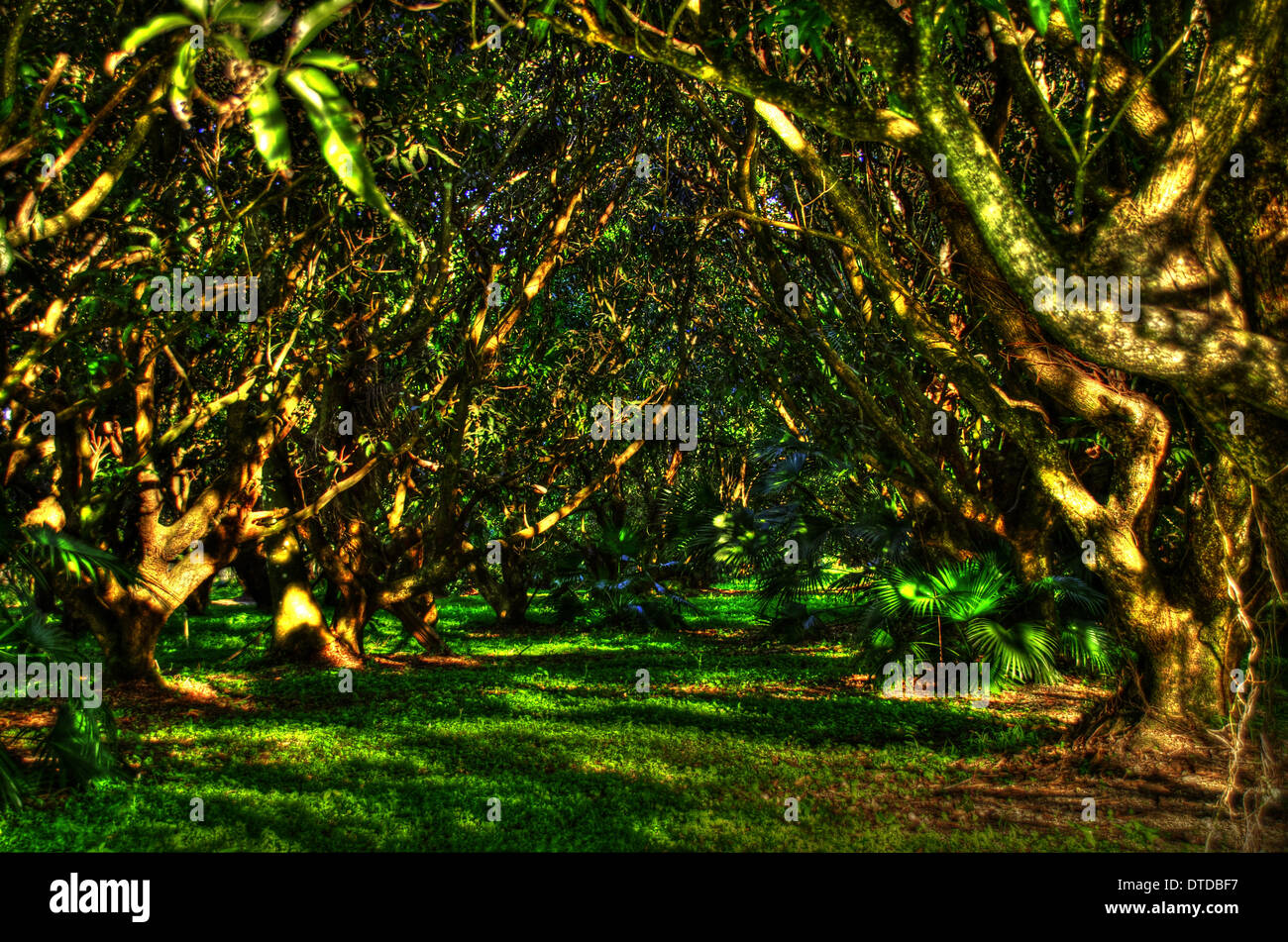 Mango plantation hires stock photography and images Alamy