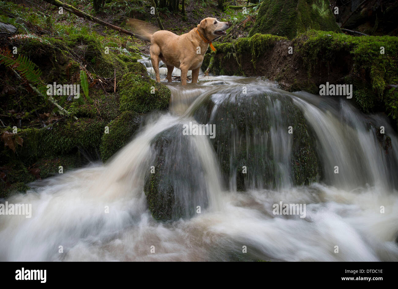Elkton, Oregon, USA. 15th Feb, 2014. A yellow Labrador named WILLIAM