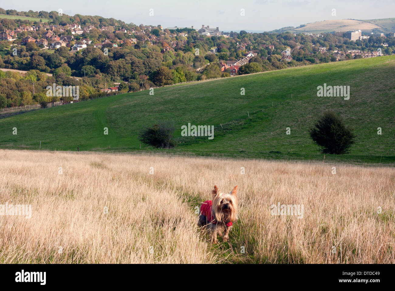 yorkshire terrier, adult, with views to Lewes, South Downs, East Sussex, England Stock Photo