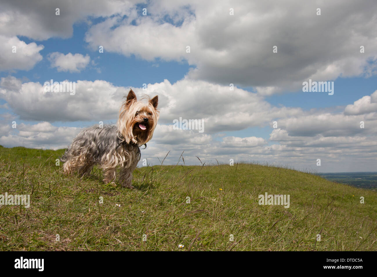 Yorkshire terrier on South Downs, East Sussex, England Stock Photo Alamy
