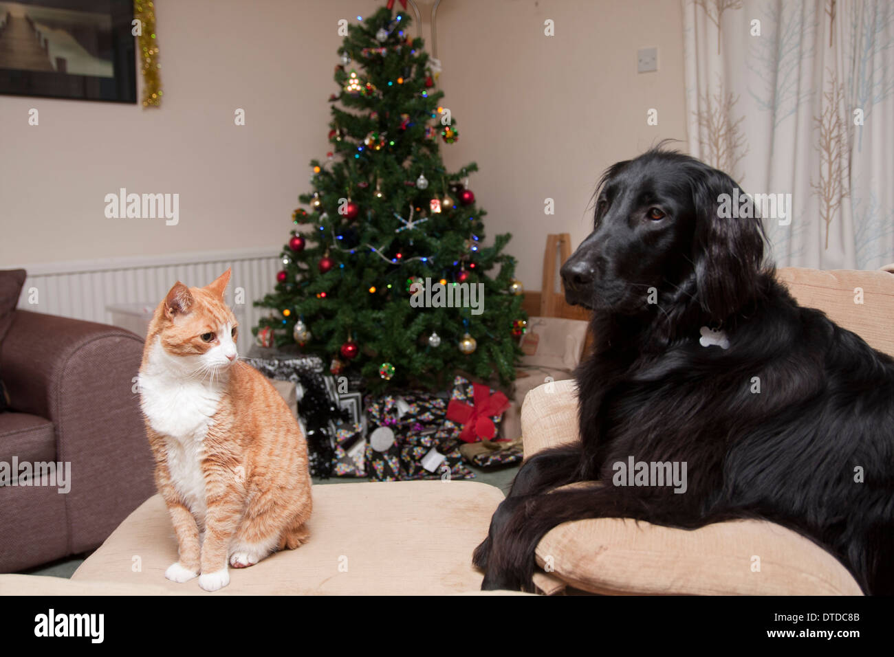 flat coated retriever (2 years old) and cat, xmas Stock Photo