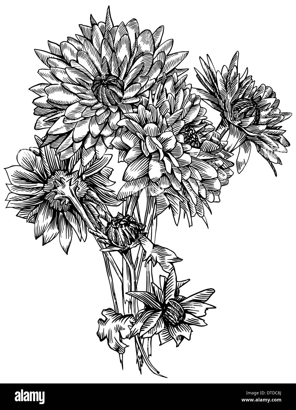 Chrysanthemum Bouquet Black And White Stock Photos Images Alamy Chrysanthemum Bouquet Black And White Stock Photos Images Alamy