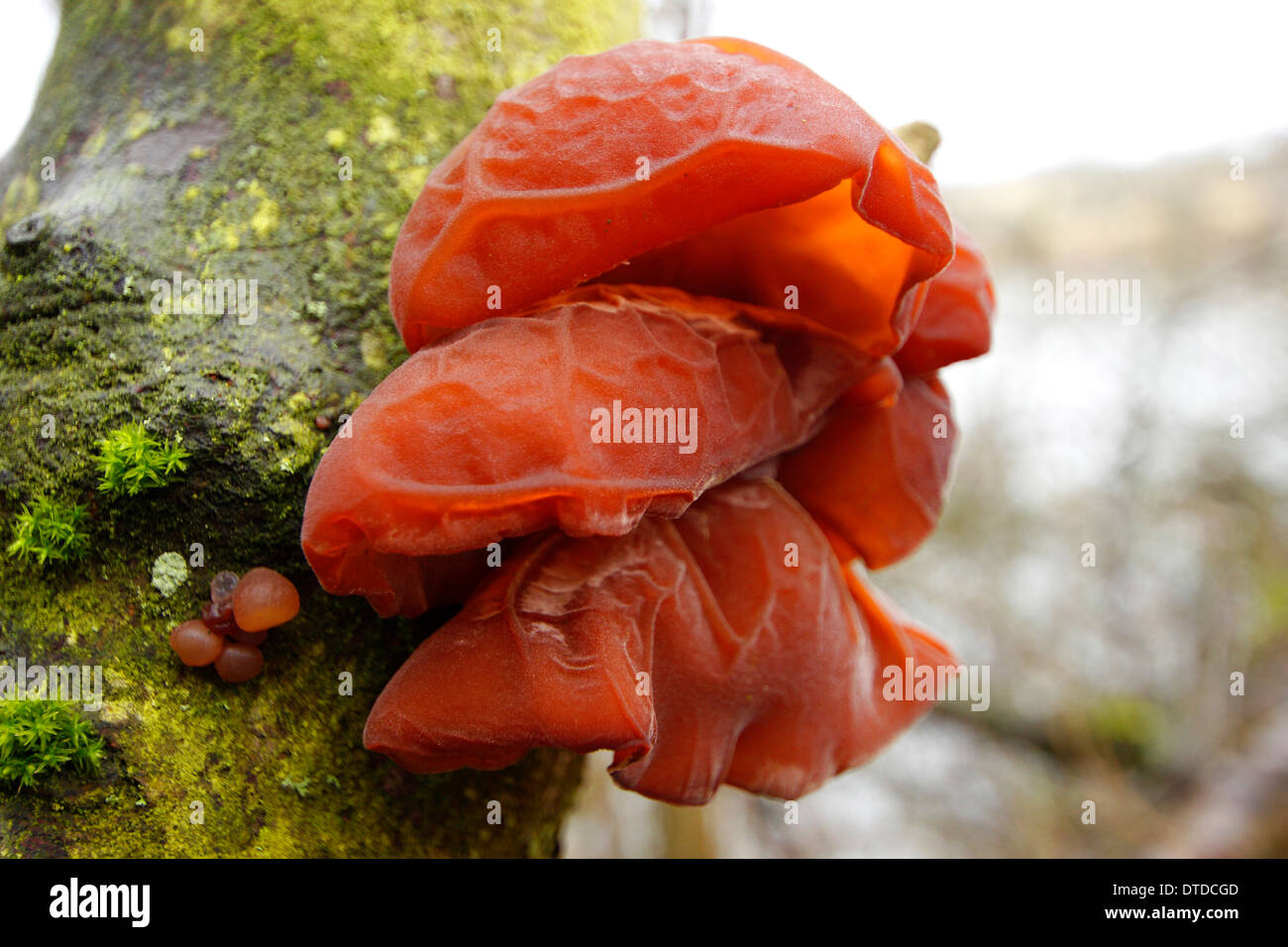 Wood Ear fungus also referred to as Sow's Ear and previously, Jew's Ear growing in English deciduous woodland, Midlands, UK Stock Photo