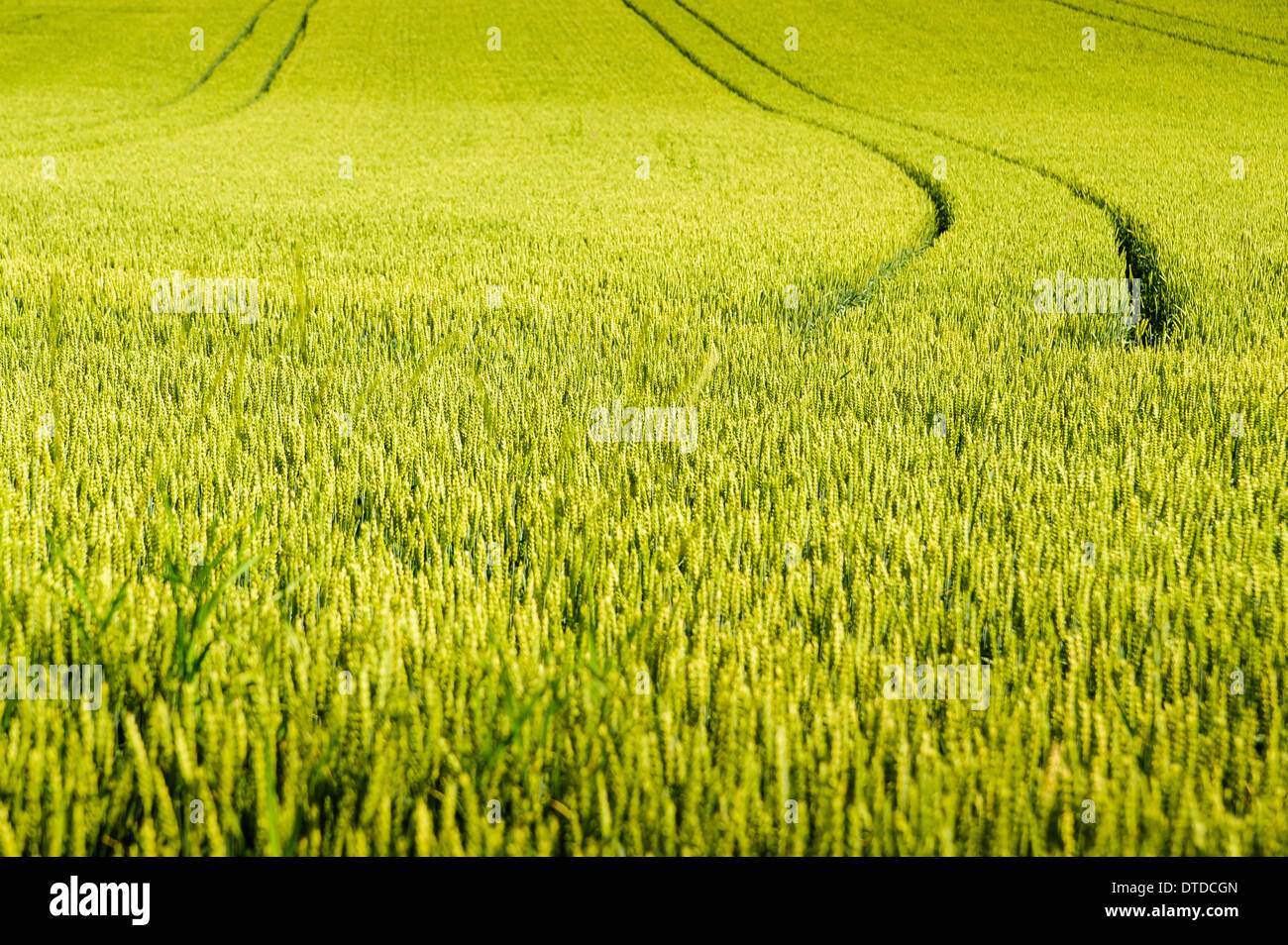 Wheat field in summertime with tractor tracks Stock Photo - Alamy