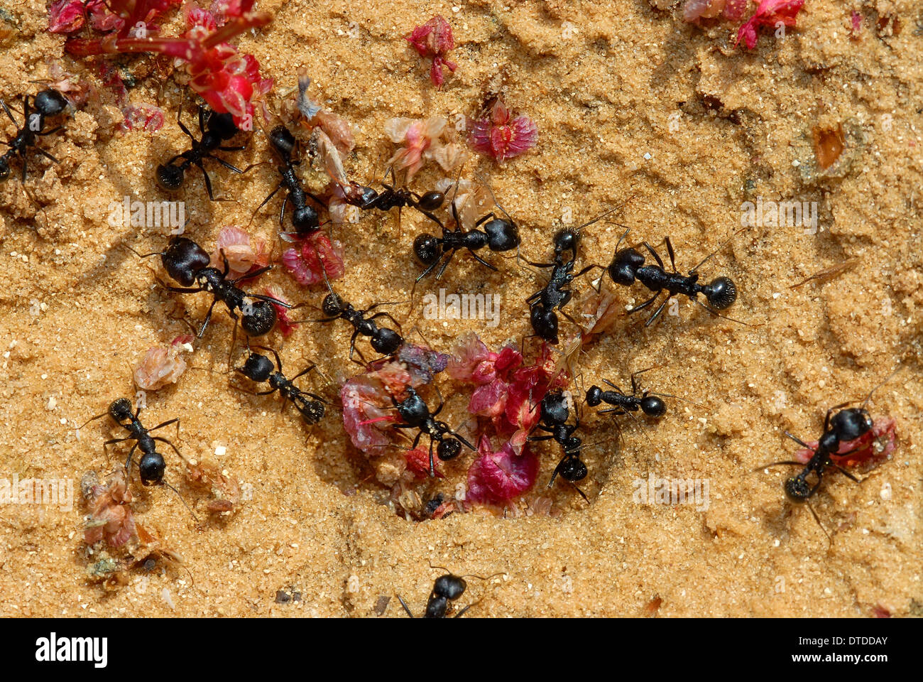 Ants Food High Resolution Stock Photography and Images Alamy