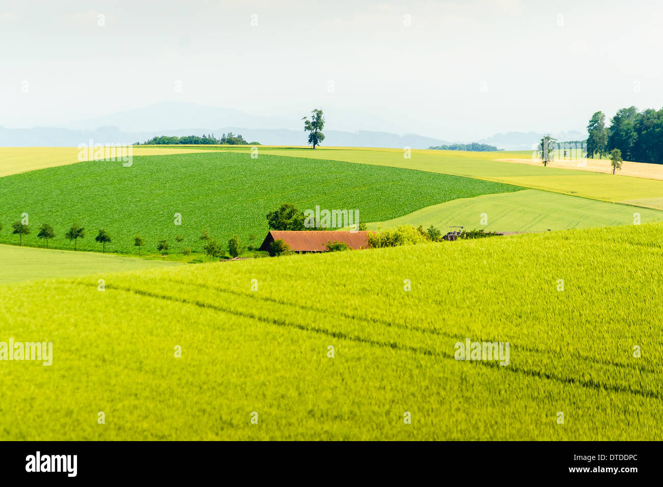 rural summer landscape with green corn field and a farm Stock Photo - Alamy