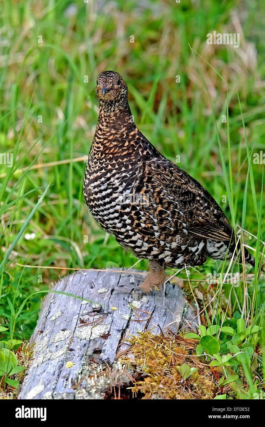 Spruce Grouse, Canada Grouse Falcipennis canadensis female Stock Photo