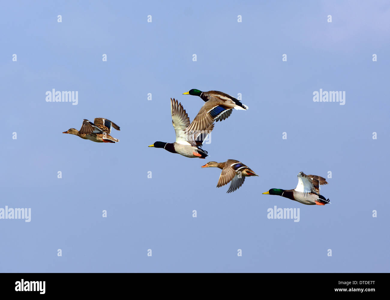 Mallard flock flying.. Stock Photo