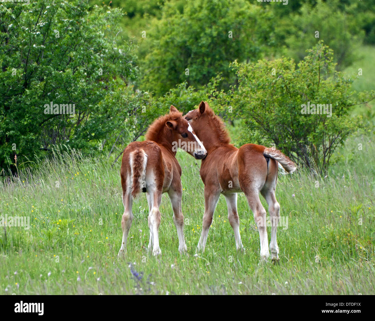 young foals Stock Photo